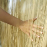 Lady’s hand sweeping through grasses