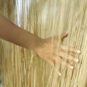 Lady's hand sweeping through grasses