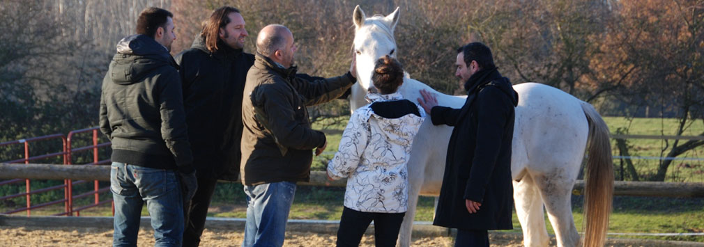 Séminaire de cohésion d’équipe et de team building innovant: le horse coaching ou la motivation par le cheval.